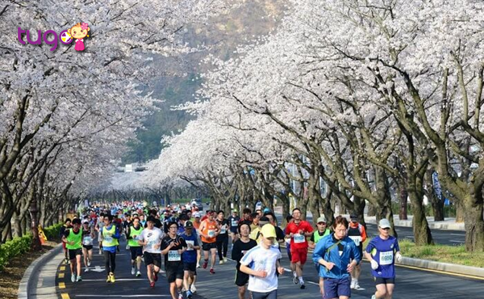 Lễ hội marathon quốc tế là một sự kiện hấp dẫn ở thủ đô Seoul hằng năm
