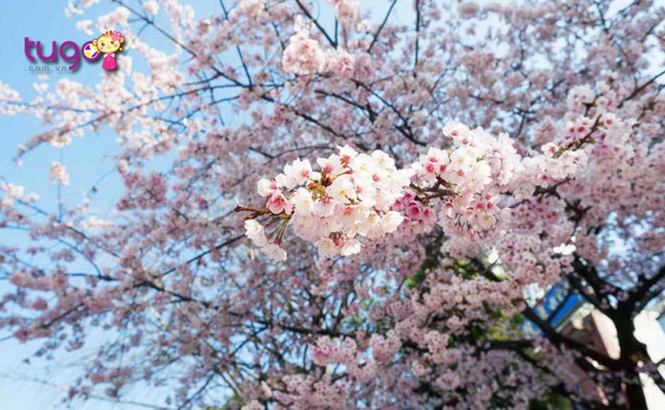 Mùa xuân là thời điểm lý tưởng để du lịch Nhật Bản