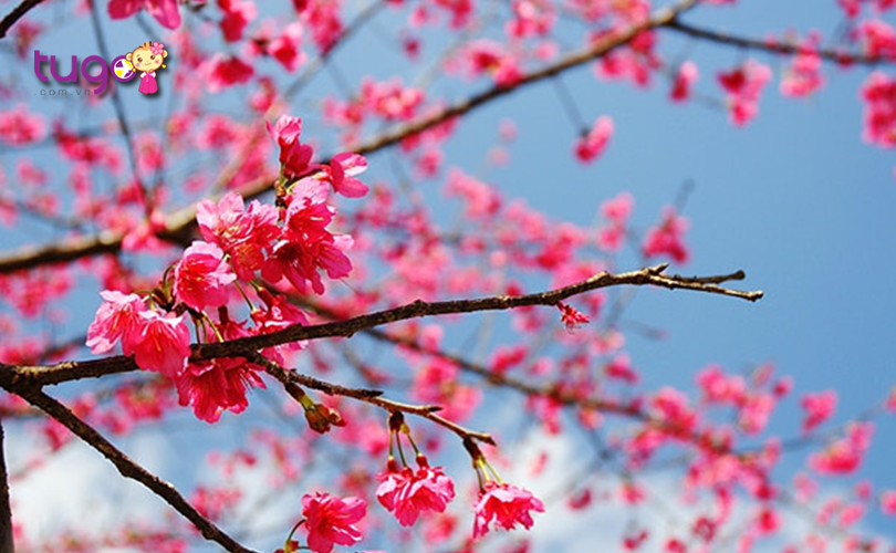 Mùa xuân là thời điểm lý tưởng để khám phá các cảnh đẹp nổi tiếng ở Đài Loan