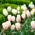 Mùa xuân ở Bright là một thời điểm tuyệt vời để tận mắt chiêm ngưỡng vẻ đẹp quyến rũ của các loài hoa