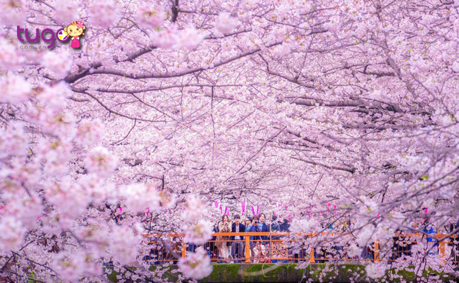 Mùa xuân ở Nhật Bản tràn ngập sắc hoa anh đào rực rỡ
