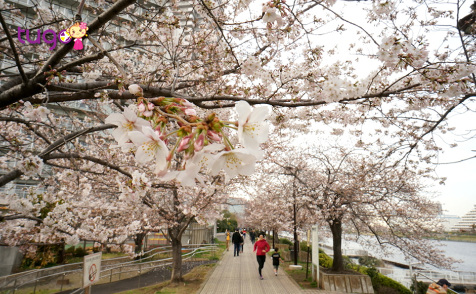 Mùa xuân ở Nhật Bản vô cùng cuốn hút với vẻ đẹp của loài hoa anh đào