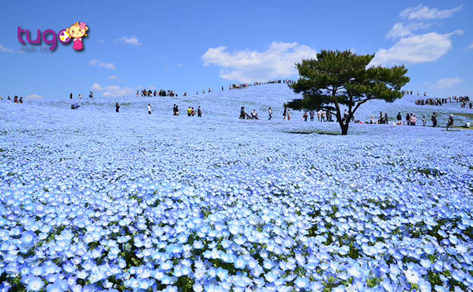 Một đại dương xanh được kết nên từ những bông hoa rực rỡ