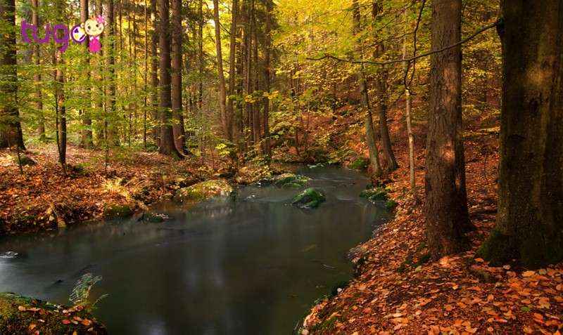 Sự nhẹ nhàng, yên ắng của khu rừng tại Bavaria tạo cảm giác thư giãn cho du khách