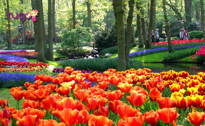 Những bông hoa rực rỡ khoe sắc vào mùa xuân ở Châu Âu