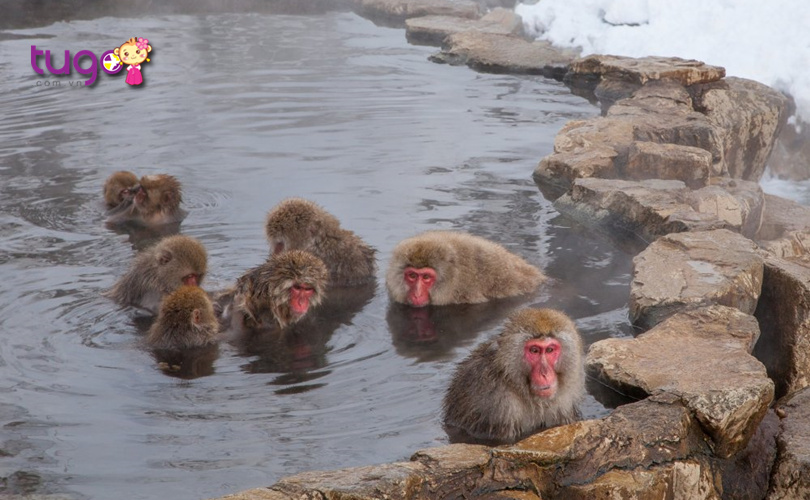 Những chú khỉ hoang dã nô đùa thoải mái trong làn nước ấm áp ở công viên Jigokudani
