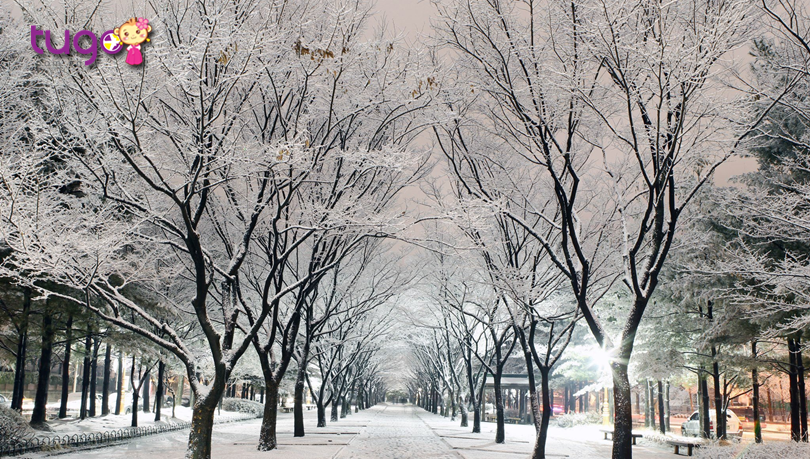 Kinh nghiệm du lịch Hàn Quốc tháng 12: Thời tiết & Nên đi đâu 