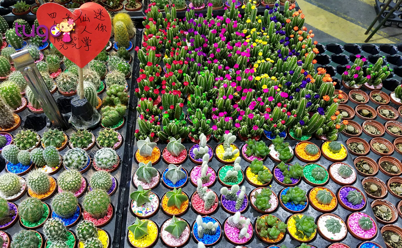 Nhiều loài hoa xinh xắn được trưng bày tại lễ hội