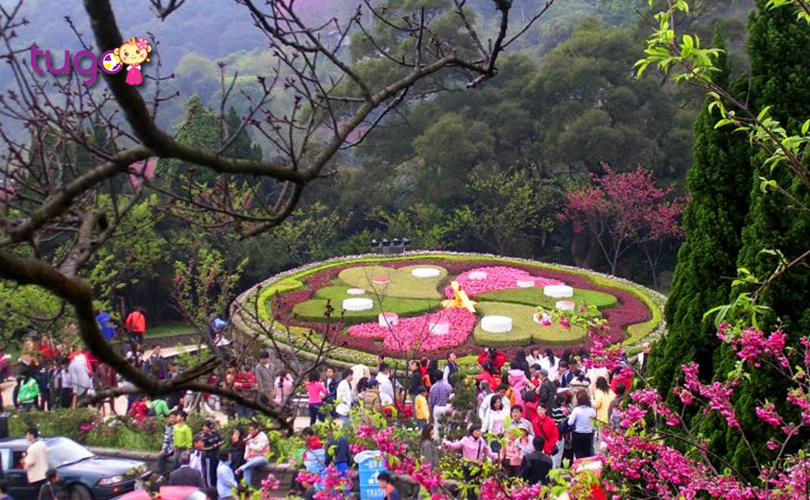 Nhiều loài hoa yêu kiều khoe sắc tại công viên Dương Minh Sơn nổi  tiếng