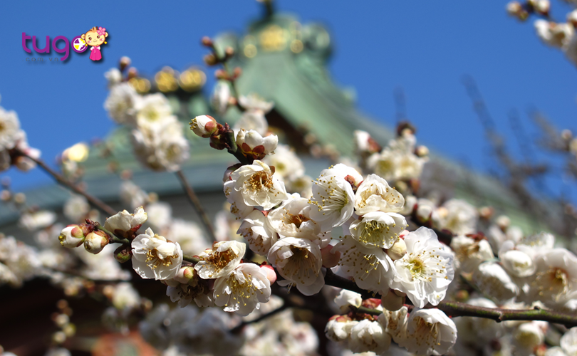 Những bông hoa mận nở rộ ở đền Kitano Tenmangu