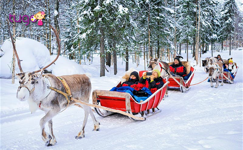 Những chiếc xe trượt tuyết với tuần lộc đầy độc đáo ở Rovaniemi