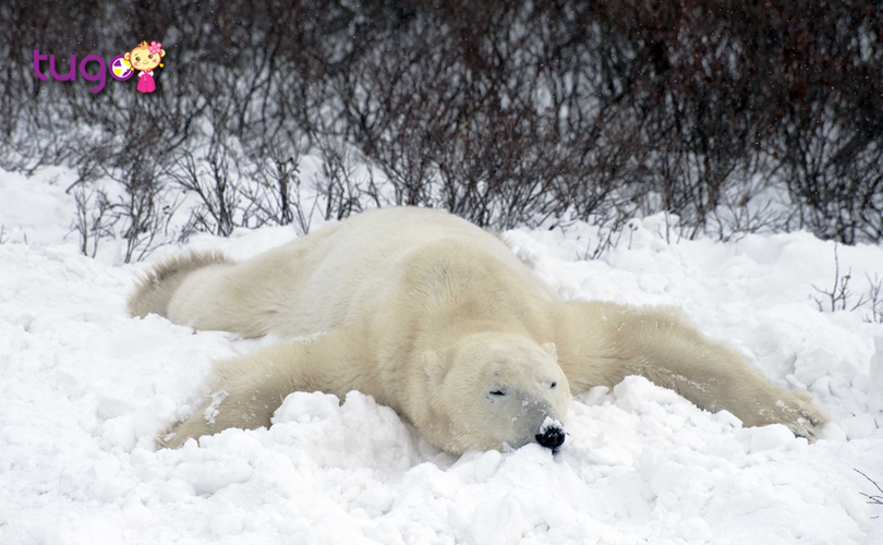Những chú gấu Bắc Cực đáng yêu tại khu hoang dã Churchill
