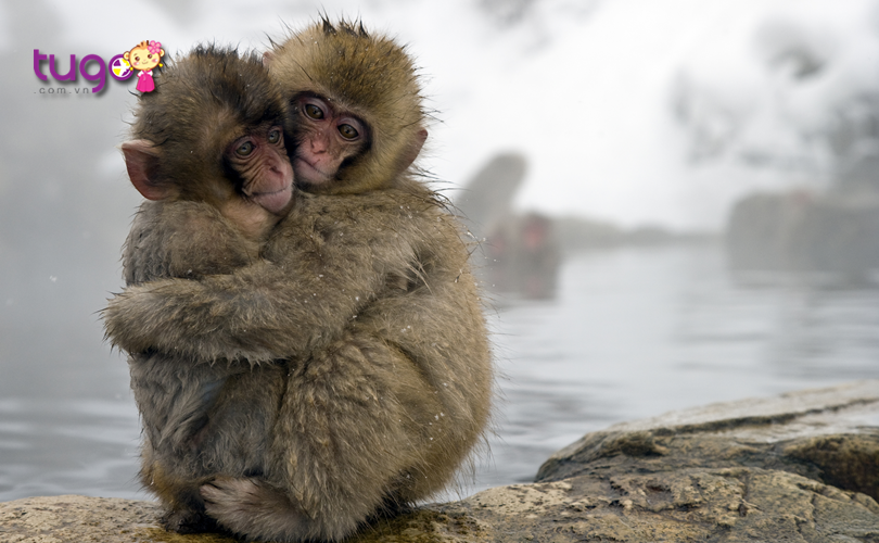 Những chú khỉ đáng yêu sưởi ấm ở Jigokudani Onsen vào mùa đông