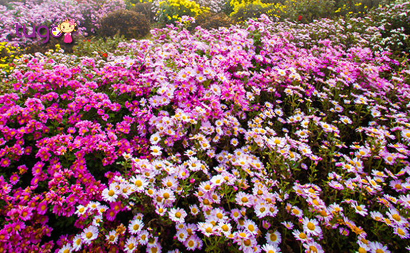 Những cánh hoa cúc rực rỡ khoe sắc giữa trời thu Hàn Quốc