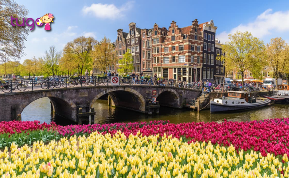 Những cánh hoa tulip rực rỡ khoe sắc tại Amsterdam vào mùa xuân