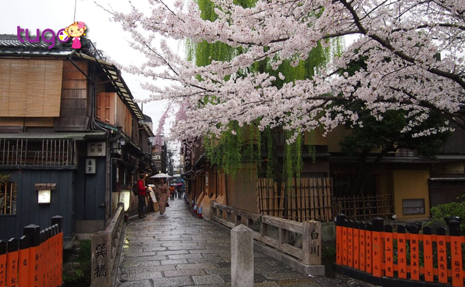 Những cánh hoa yêu kiều khoe sắc ở cố đô Kyoto