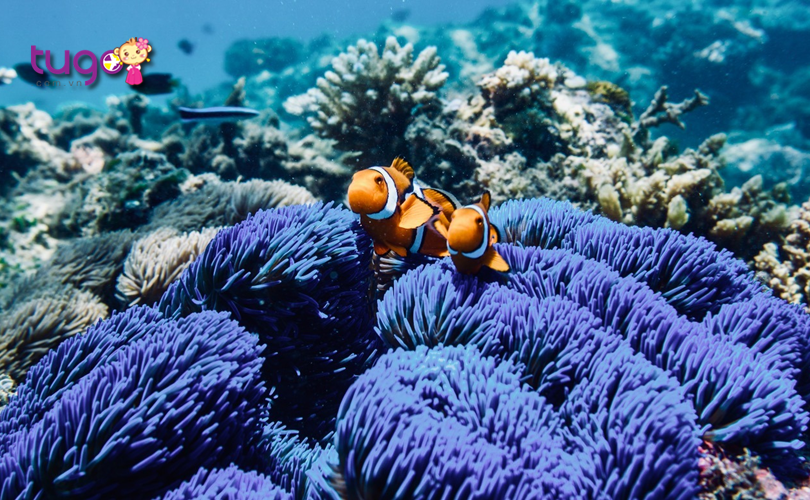 Những rạn san hô đầy màu sắc ở Great Barrier