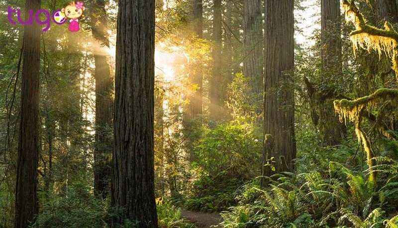 Công viên quốc gia Redwood