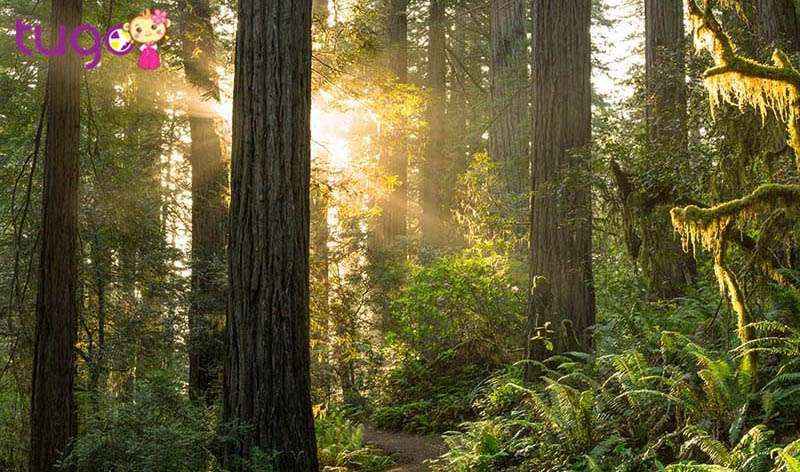Công viên quốc gia Redwood