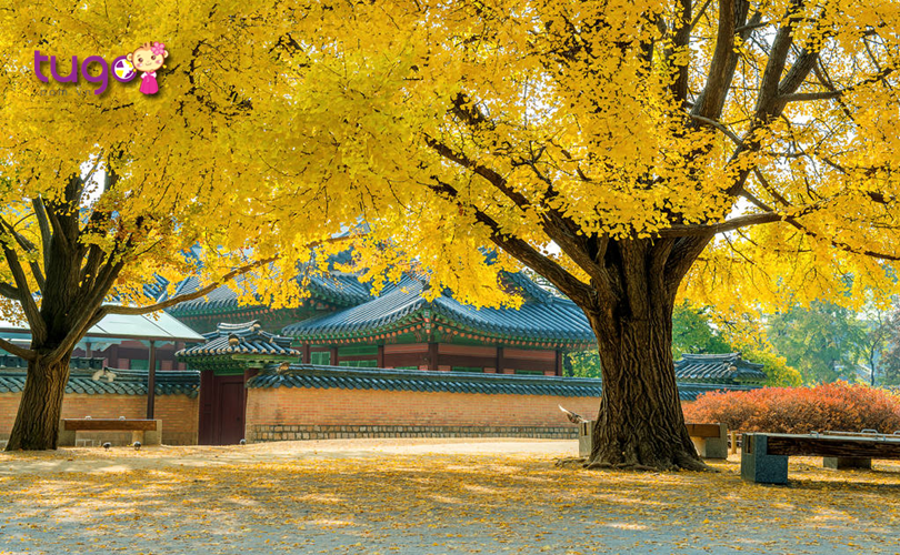 Nên ghé thăm những địa điểm nào khi du lịch Hàn Quốc tháng 11?