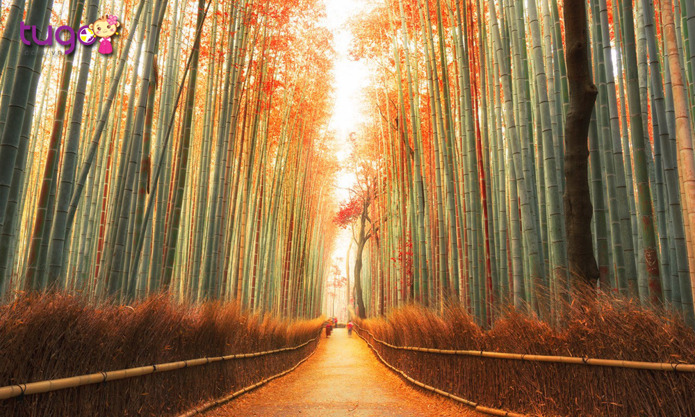 Rừng Tre Arashiyama