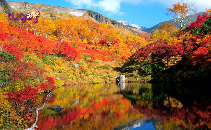 Sắc vàng, đỏ của thiên nhiên rực rỡ bao phủ khắp mọi nơi ở khu vực núi Daisetsuzan, Hokkaido