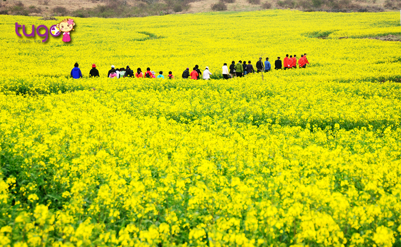 Sắc vàng của loài hoa cải phủ kín khắp mọi nơi ở đảo Jeju vào mùa xuân