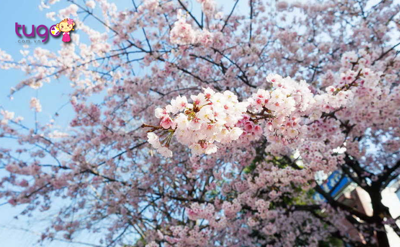 Sắc hoa anh đào rực rỡ khắp nơi vào mùa xuân ở Nhật