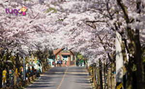 Sắc hoa rực rỡ, yêu kiều trên những con phố Hàn Quốc vào mùa xuân
