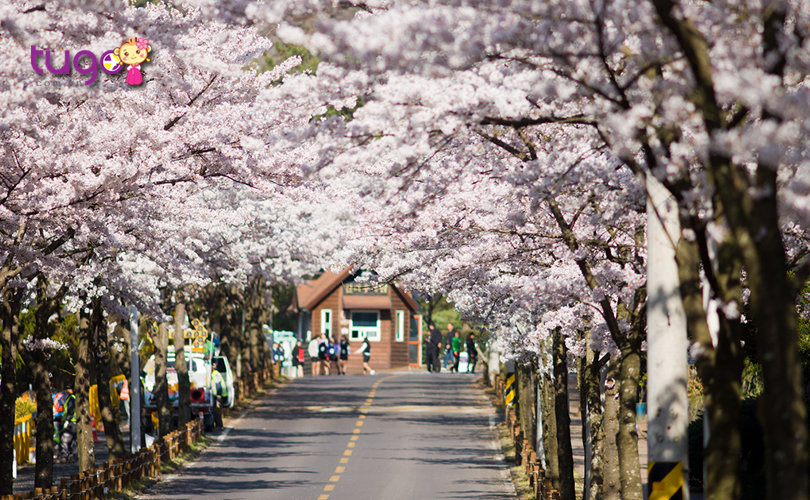 Sắc hoa rực rỡ, yêu kiều trên những con phố Hàn Quốc vào mùa xuân