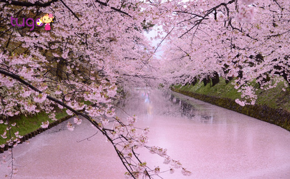 Sắc hồng ngọt ngào của hoa anh đào phủ kín khắp thành phố Hirosaki