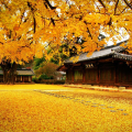 Tháng 11 là thời điểm lý tưởng cho các chuyến du lịch tại Hàn Quốc