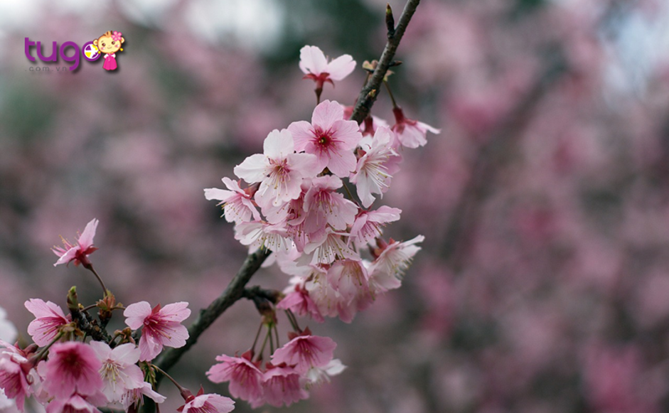 Thời điểm ngắm hoa đẹp nhất ở Wulai sẽ rơi vào khoảng độ tháng 3