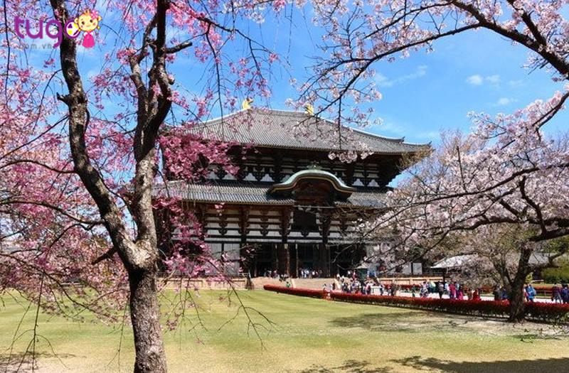 Chùa Todai-ji – Ngôi chùa cổ nên ghé thăm khi đi du lịch Nhật Bản