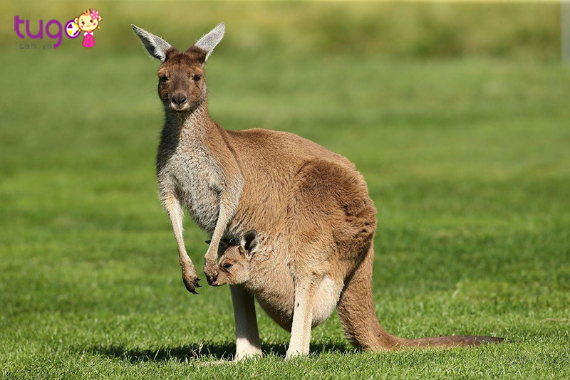Kangaroo tại Úc