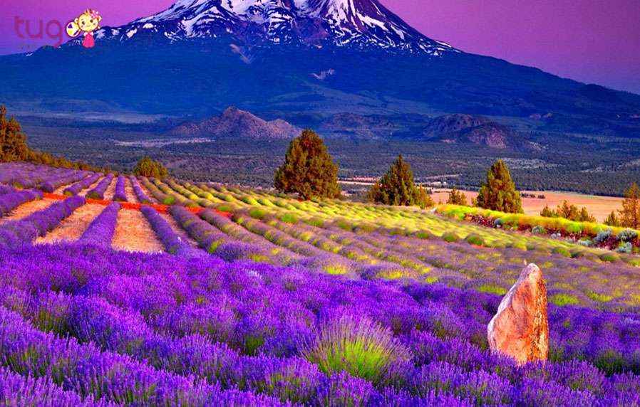 Mê mẩn trước vẻ đẹp của Provence - thiên đường hoa oải hương của nước Pháp