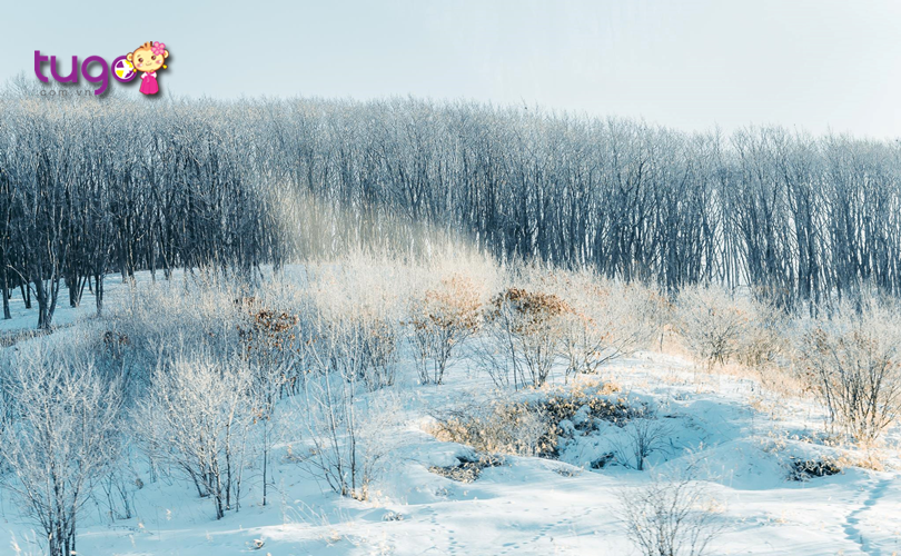 Tuyết rơi trắng xóa, bao phủ khắp mọi nơi ở Hokkaido vào mùa đông