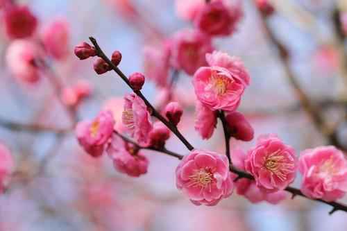 7 công viên ngắm hoa anh đào nổi tiếng của Nhật Bản - Tugo.com.vn