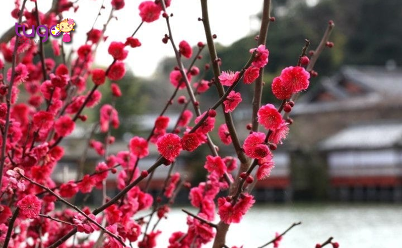Vẻ đẹp ngọt ngào của loài hoa mận Nhật bản