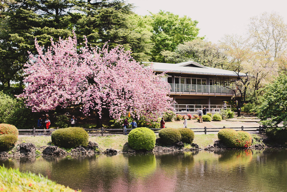 7 công viên ngắm hoa anh đào đẹp nhất Nhật Bản tugo.com.vn