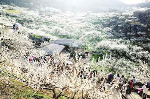 hoa mơ nở rộ tại Nhật Bản Hàn Quốc tugo.com.vn