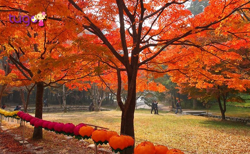 7 con đường ngắm lá mùa thu đẹp mê mẩn ở seoul hàn quốc  httpsdidulichazcom