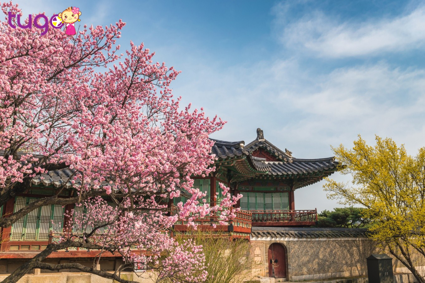 Diện bộ áo truyền thống Hàn Quốc – Hanbok, dạo bước trên những con đường trải đầy hoa anh đào Hàn Quốc trong cung điện