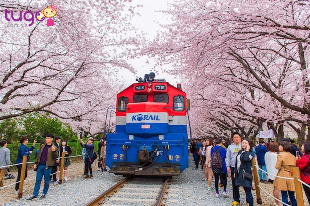 Thành phố Jinhae được mệnh danh là quê hương của hoa anh đào lớn nhất Hàn Quốc