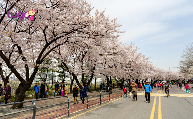 Đường Yeouiseo-ro được biết đến là điểm ngắm hoa anh đào nổi tiếng nhất tại Seoul